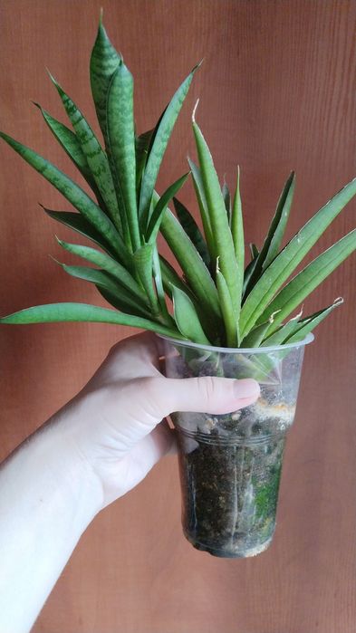 Продам сансевьерии