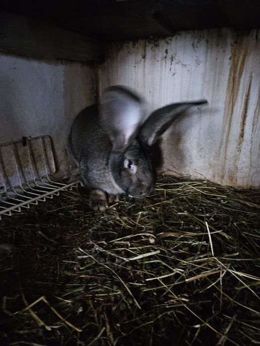 Iepuri berbec german