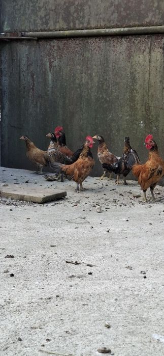 Vând gaini  iopani (aprx. 4 luni)