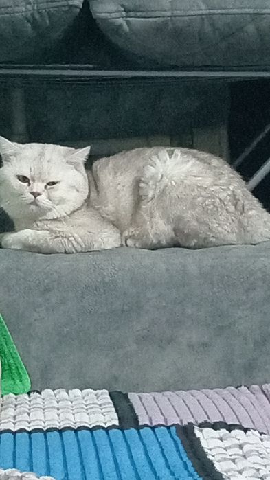 Вязка британский кот