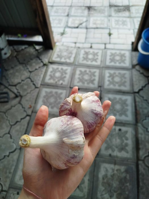 Продам домашний чеснок