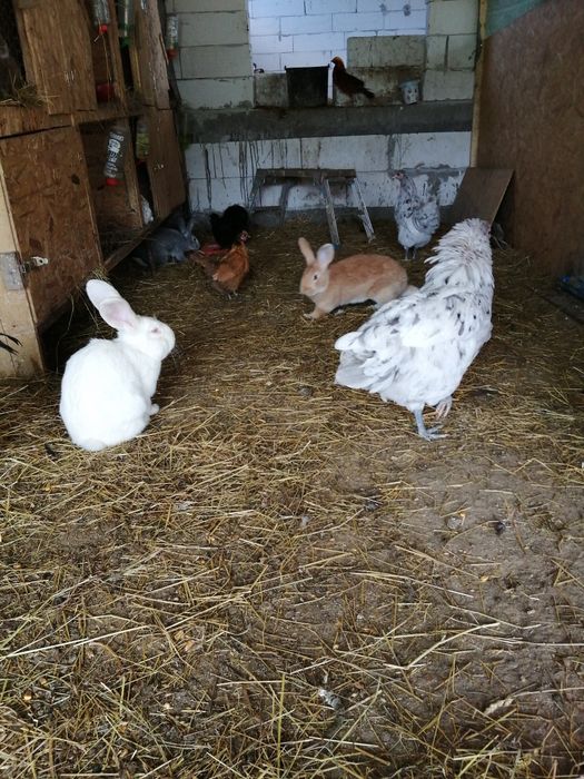 Cocosi Australorp