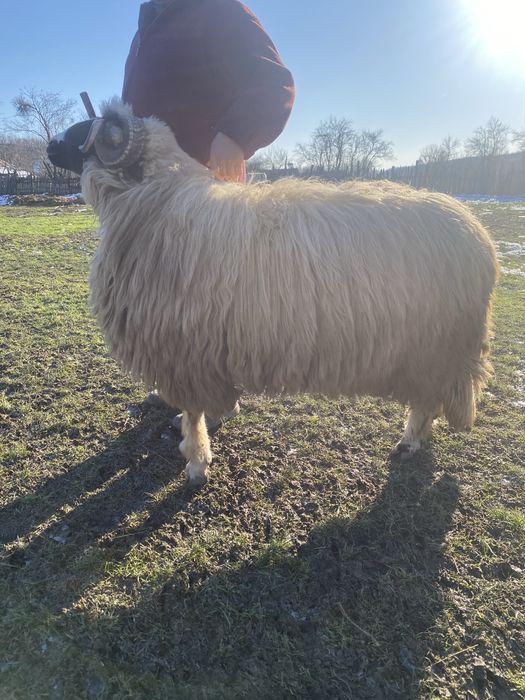 Vand sau schimb berbec breaz de soi bun