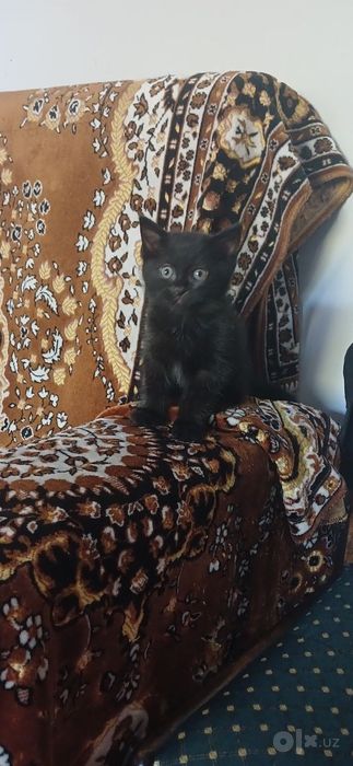 Срочно отдам в хорошие руки котят партизанов
