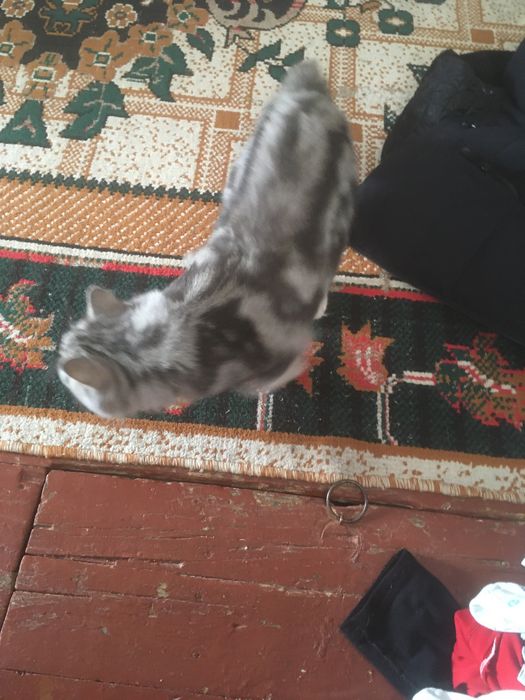 кот на вязку приглашает к себе невесту