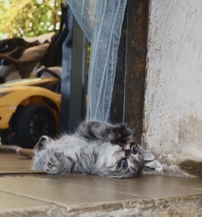 прекрасные котята