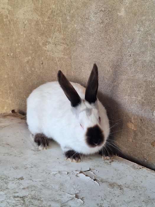 Калифорния самец  4 месяцев