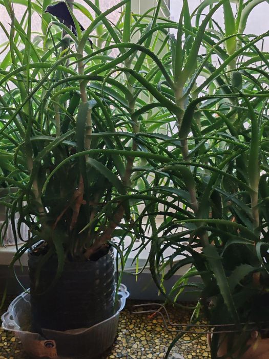 Алоя. столетник.