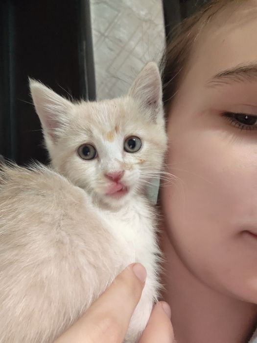 Отдам котёнка даром