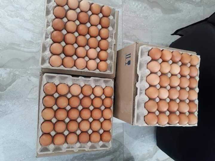 Pui de pui și ouă pentru incubație
Ross 308 și Cobb 500