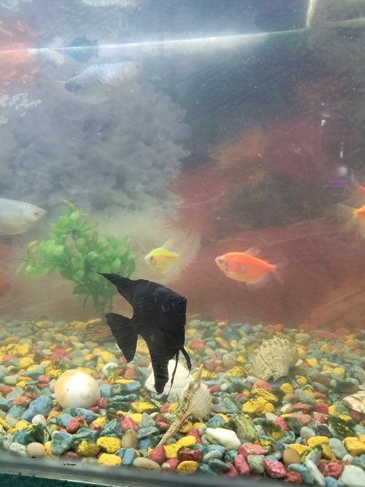 Продам аквариум с рыбками.