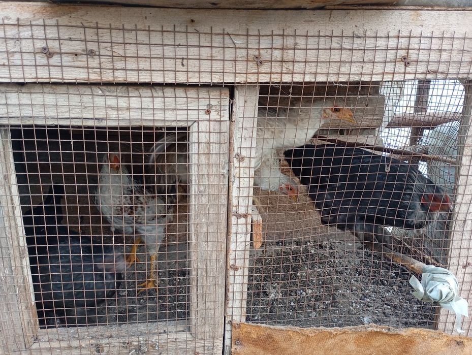 Yosh Tovuqlar sotiladi