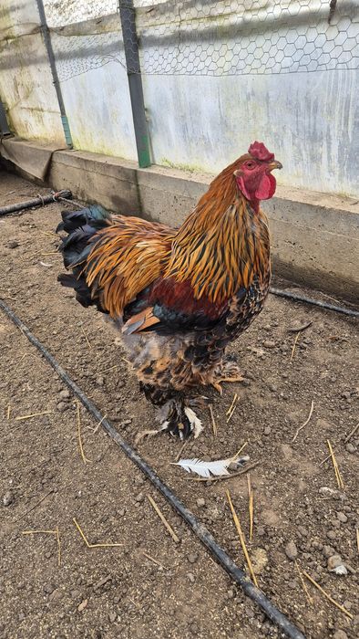 Cocoș brahma portelan