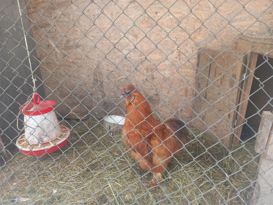 Cocosi matase japoneza