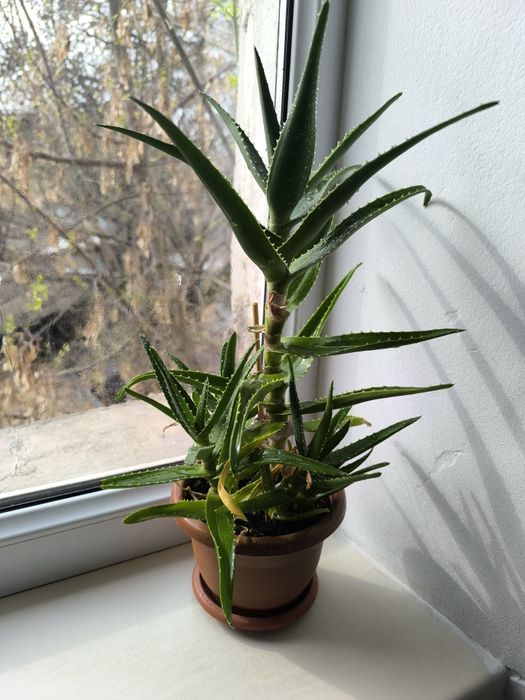 Цветы комнатные, лилия