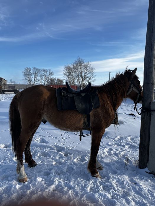 Айғыр сатылады 6 жасар