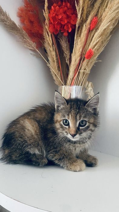 Отдам милых игривых котят