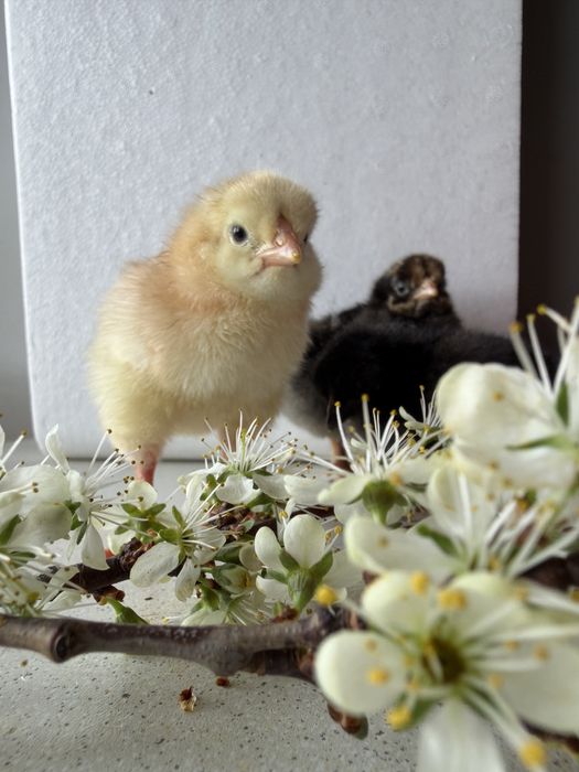 Цыплята суточные домашние