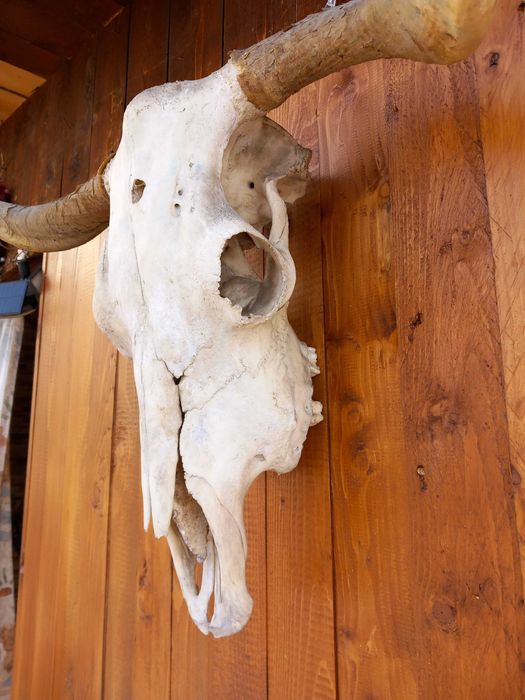 Craniu Trofeu Autentic,Taur, Bivol,Dimensiuni Mari