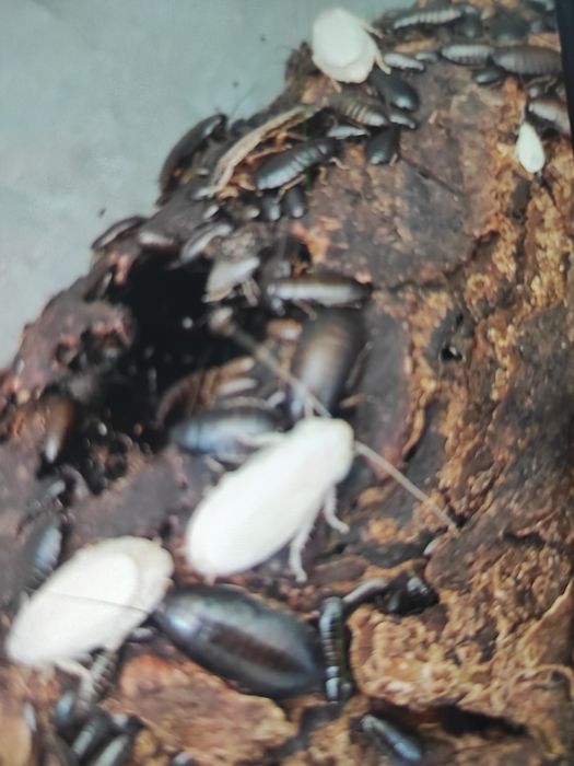 Мраморный таракан .