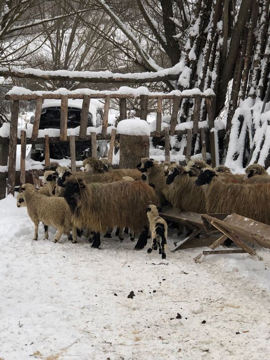 Vând oi breze cu miei  și  deafata