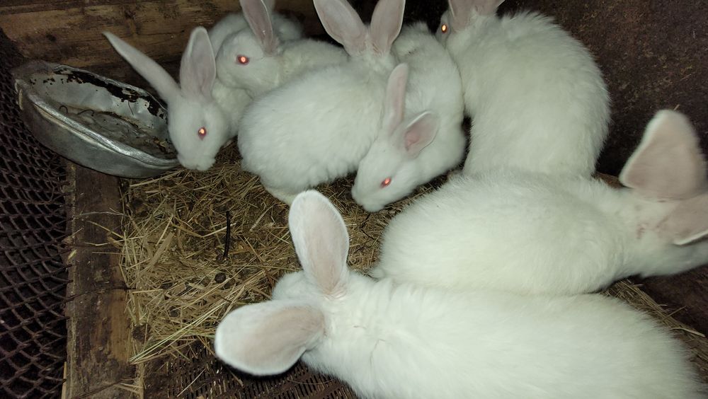 Кролики на племя