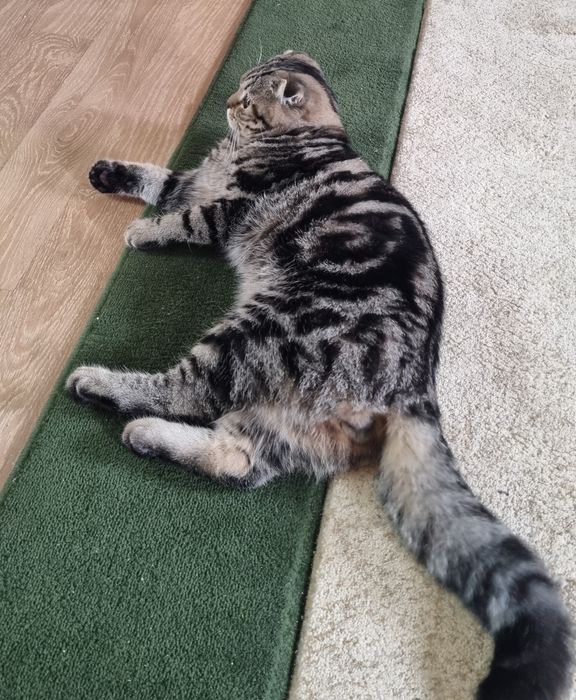 Кот вязка вислоухий шотландский