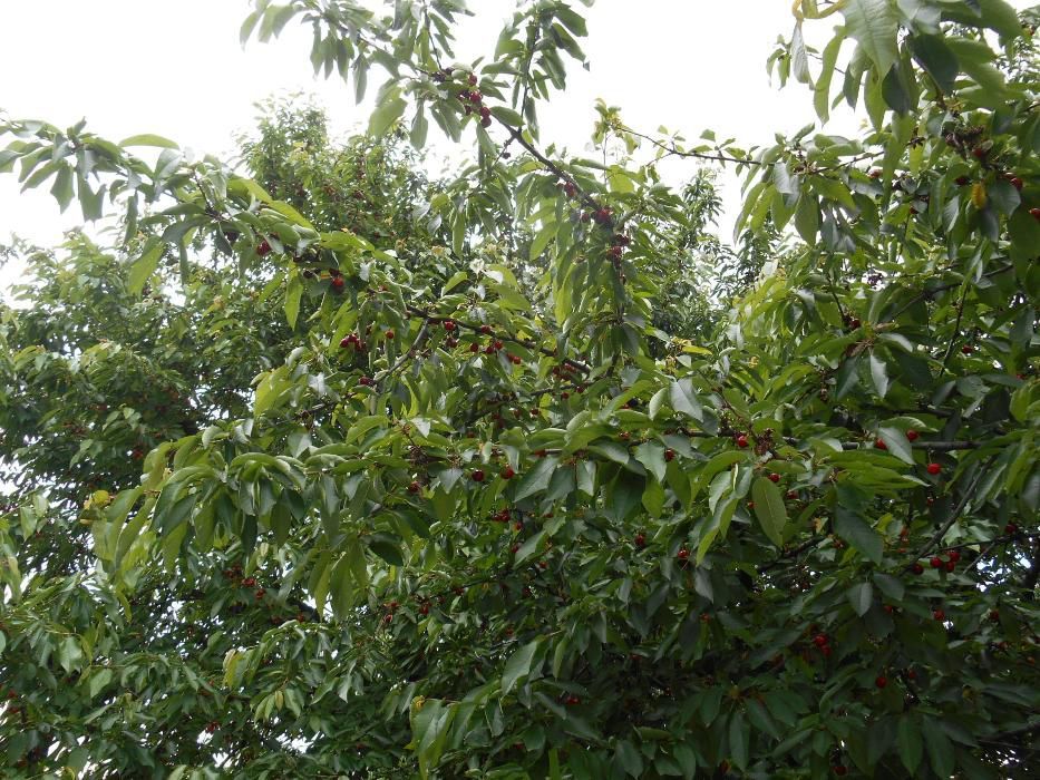 Дворно място в Златитрап