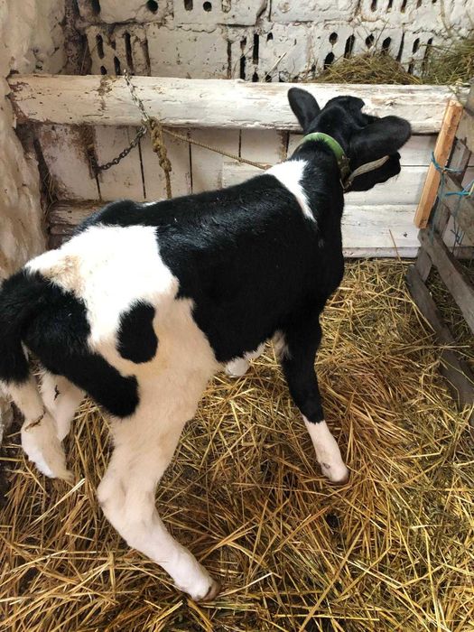 Tăuraș pe negru de o săptămână