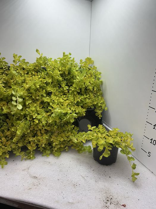 Каскадна Лизимахия ф10,5 см