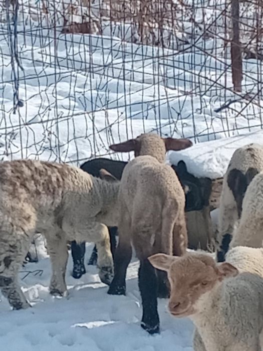 Vand 19 oi si 6 capre