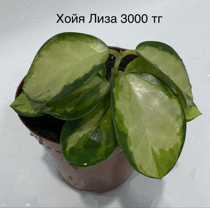 Комнатные растения