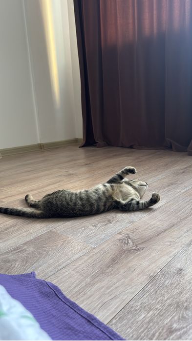 Котенок 5 месяцев