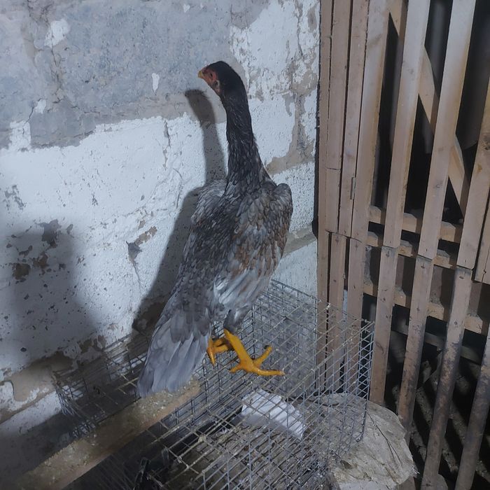 Корейц джужа майски несутся