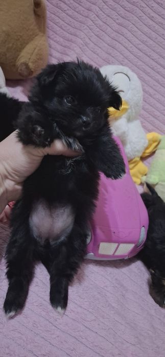 Шпице йорики ласковые щенки