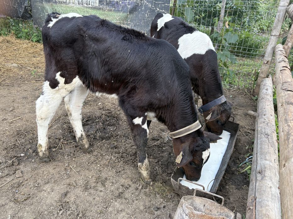 2 taurasi de vanzare