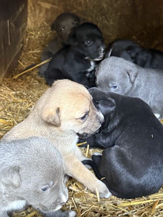 Щенки американского питбультерьера