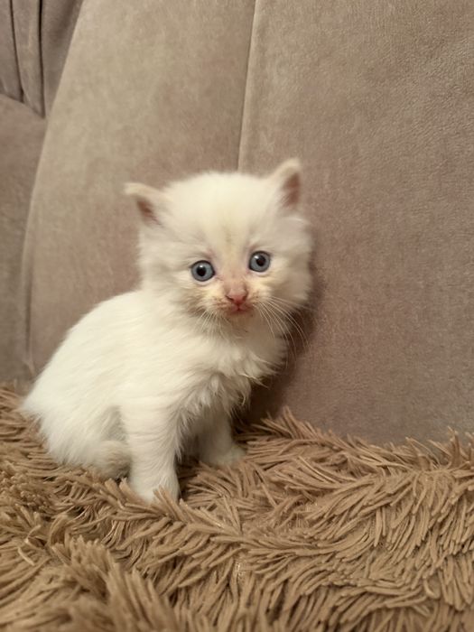 Отдам милых котят