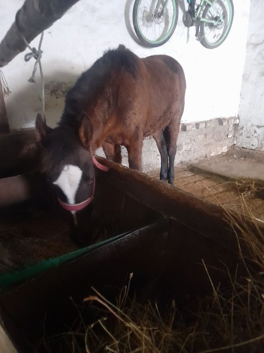 1 жасқа толады еркек жабағы сатам