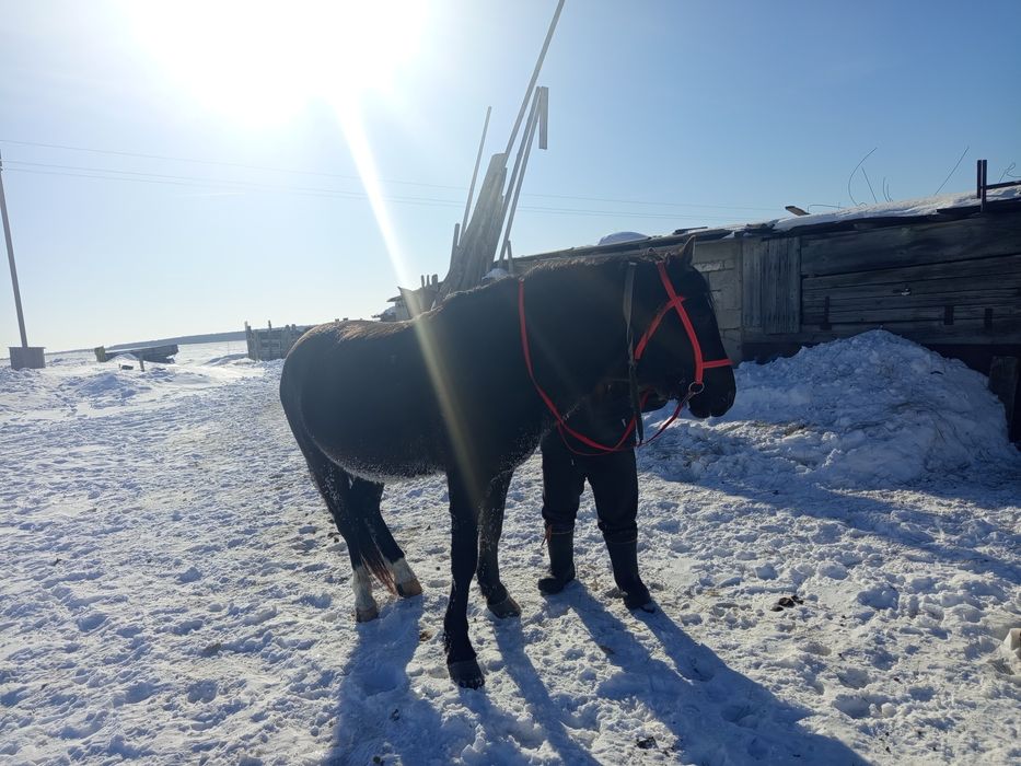 Животные сельхоз