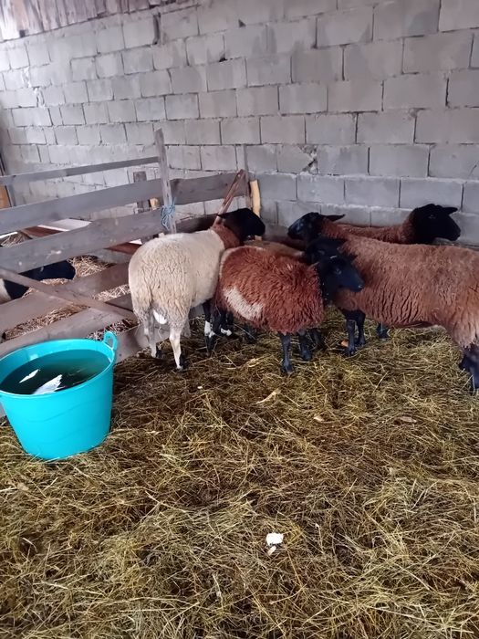 Vând oi jura gestante