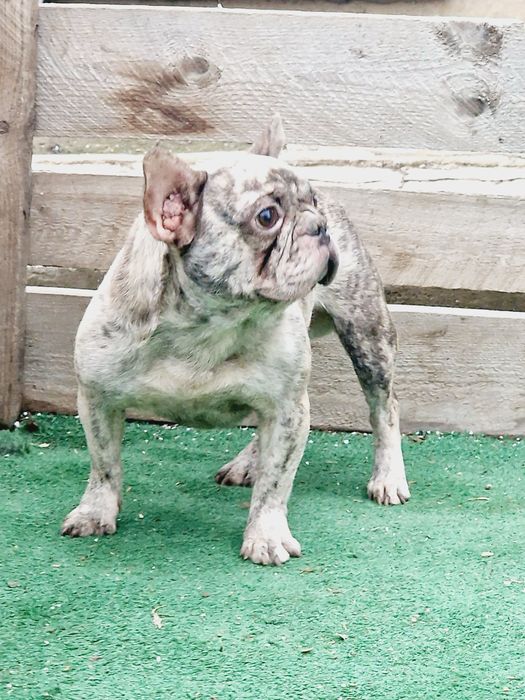 Mascul buldog francez merle