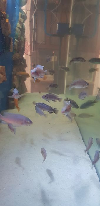 Akvarium sotiladi baliqlari blan