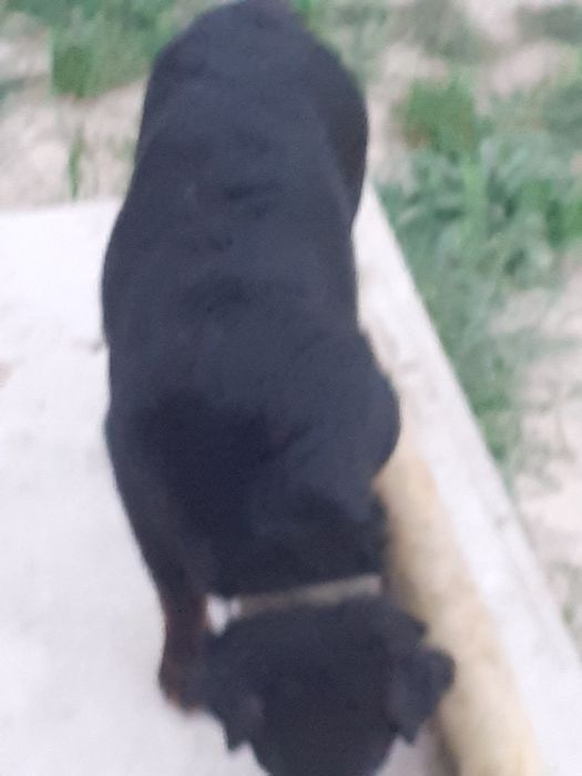 Кобель ягдтерьер вязка