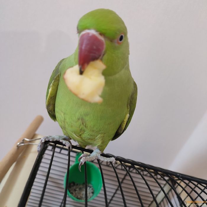 Ожереловый попугай