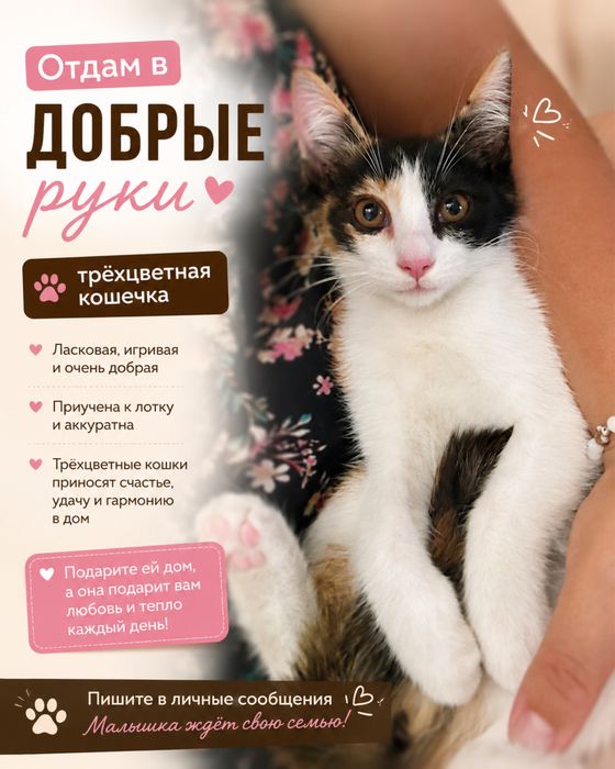 Котенок 3 месяца девочка