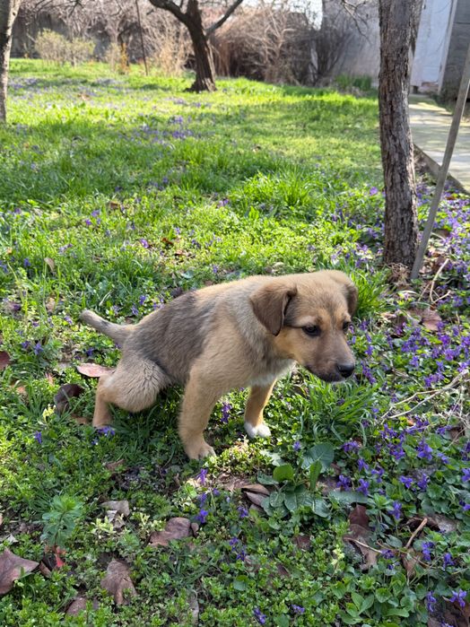 Щенки в добрые руки