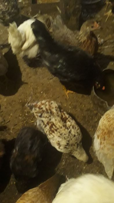 Үй тауықтары сатылады