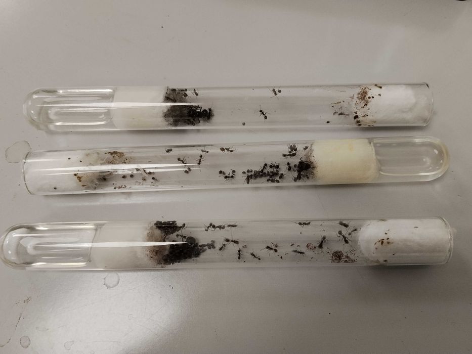 Мравки за отглеждане