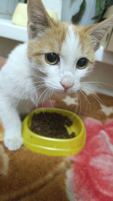 Котенок ищет дом
